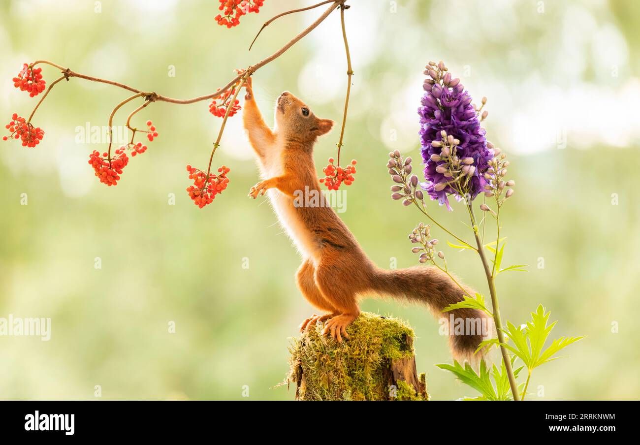 Red Squirrel si sta aggrappando ai rami di sambuco Foto Stock
