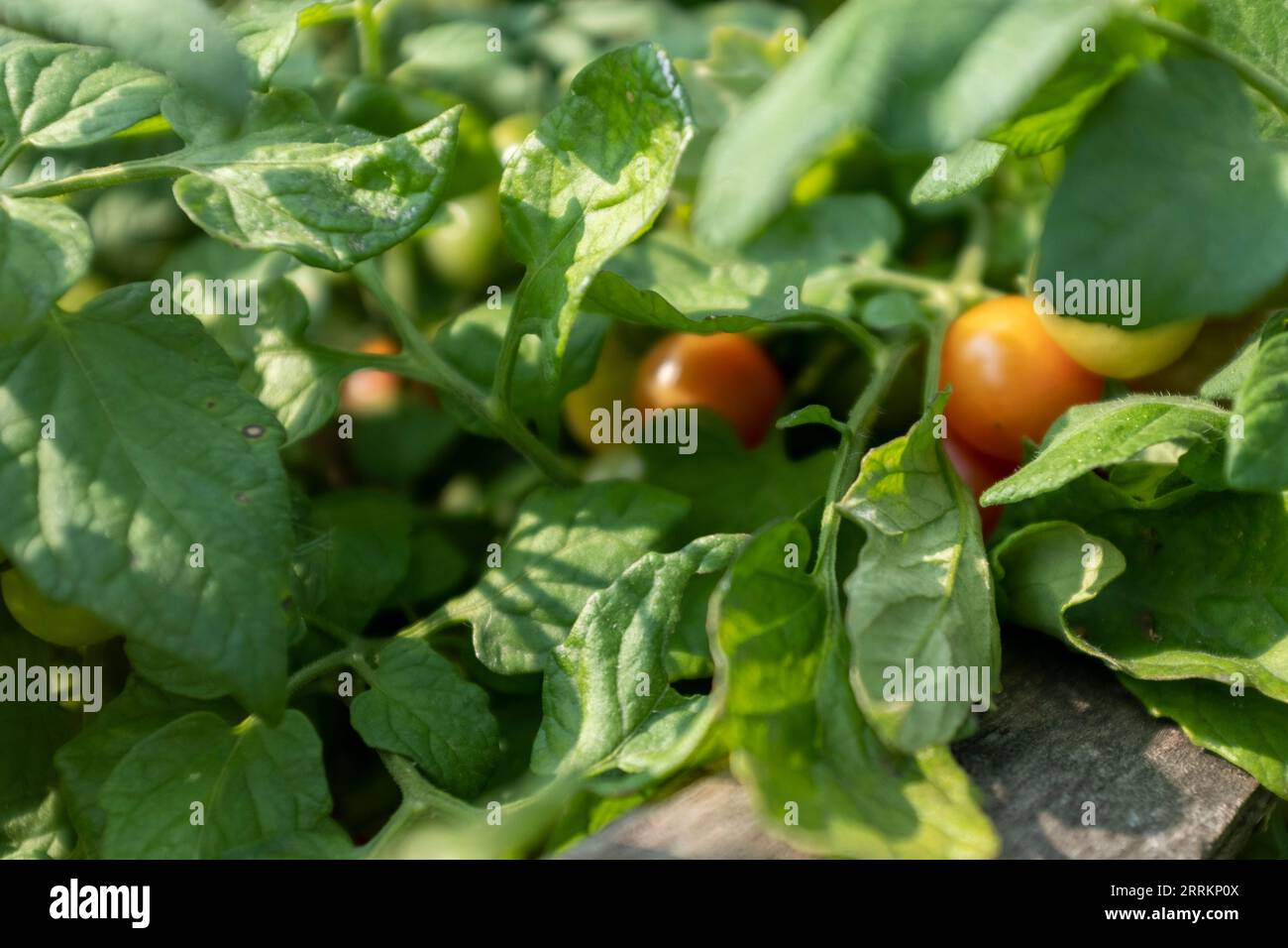 Pianta di pomodoro ciliegia con frutta Foto Stock