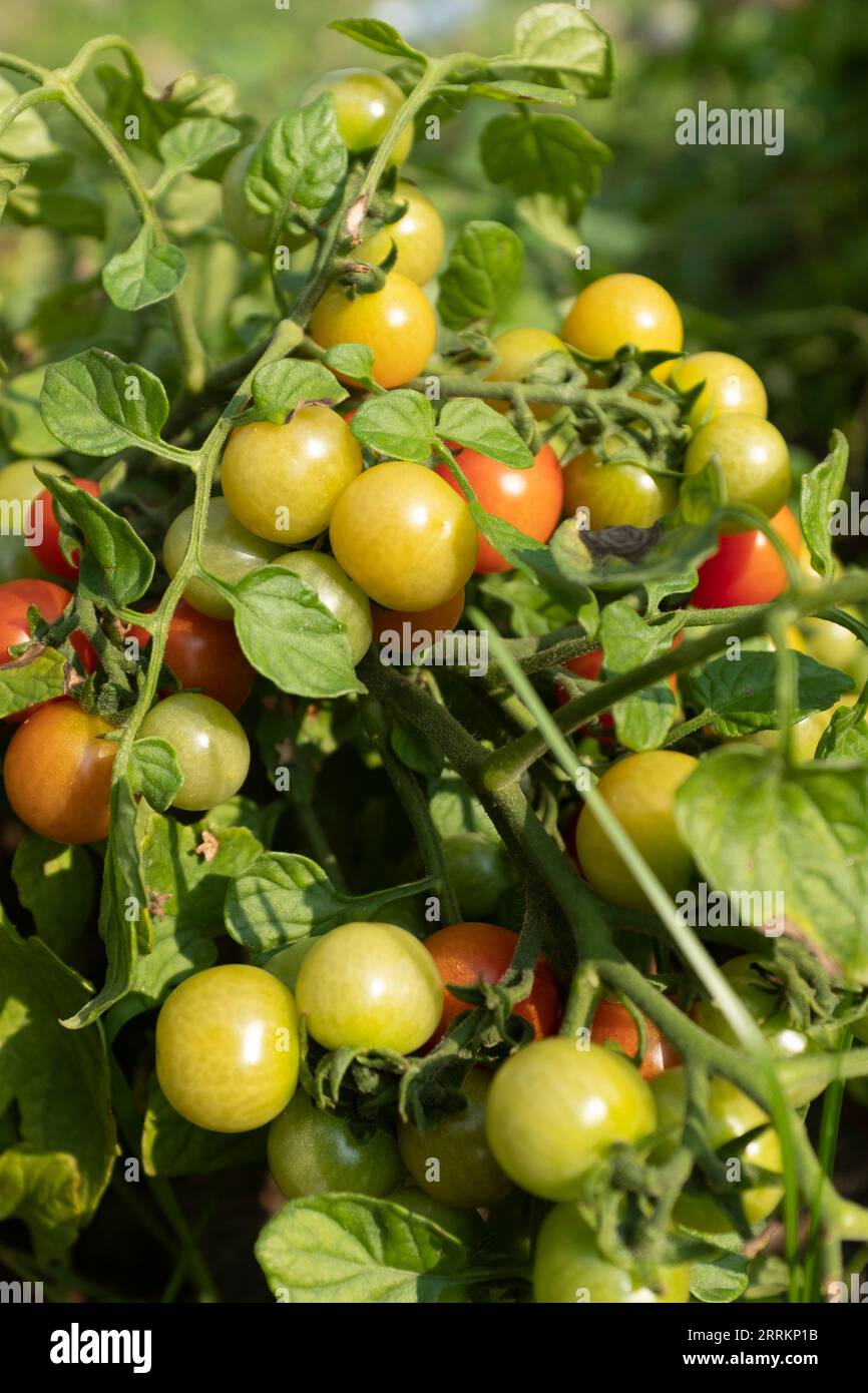 Pianta di pomodoro ciliegia con frutta Foto Stock