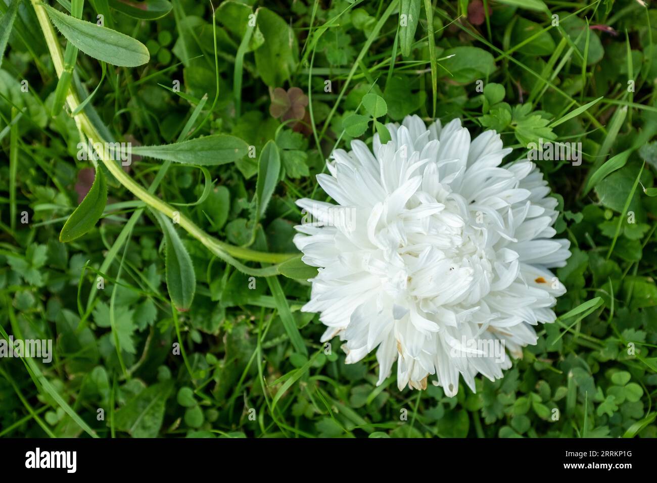 Fiore di astice bianco su sfondo verde Foto Stock