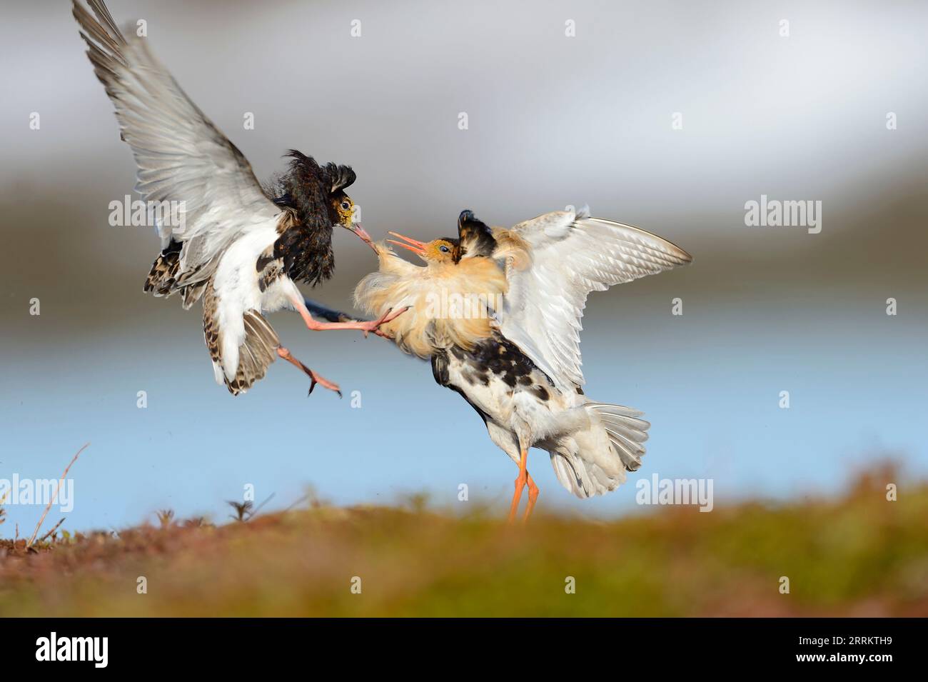 Fighting Ruffs Males (Philomachus pugnax) nel campo di corteggiamento, Penisola di Varanger, Norvegia. Foto Stock