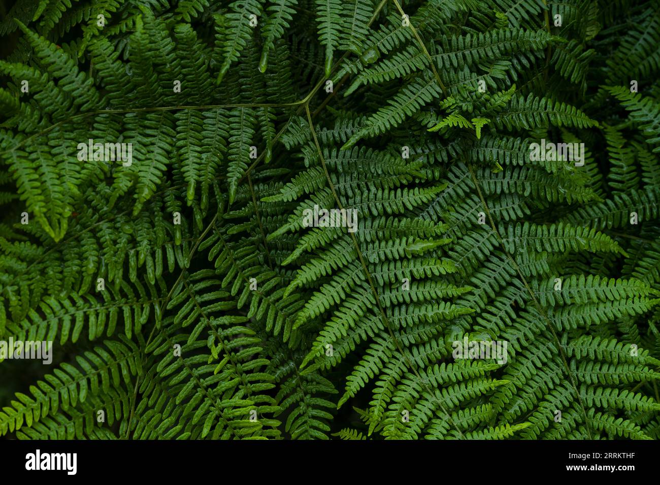 Felce d'aquila (Pteridium aquilinum), Parco naturale di Pfälzerwald, riserva della biosfera di Pfälzerwald-Nordvogesen, Germania, Renania-Palatinato Foto Stock