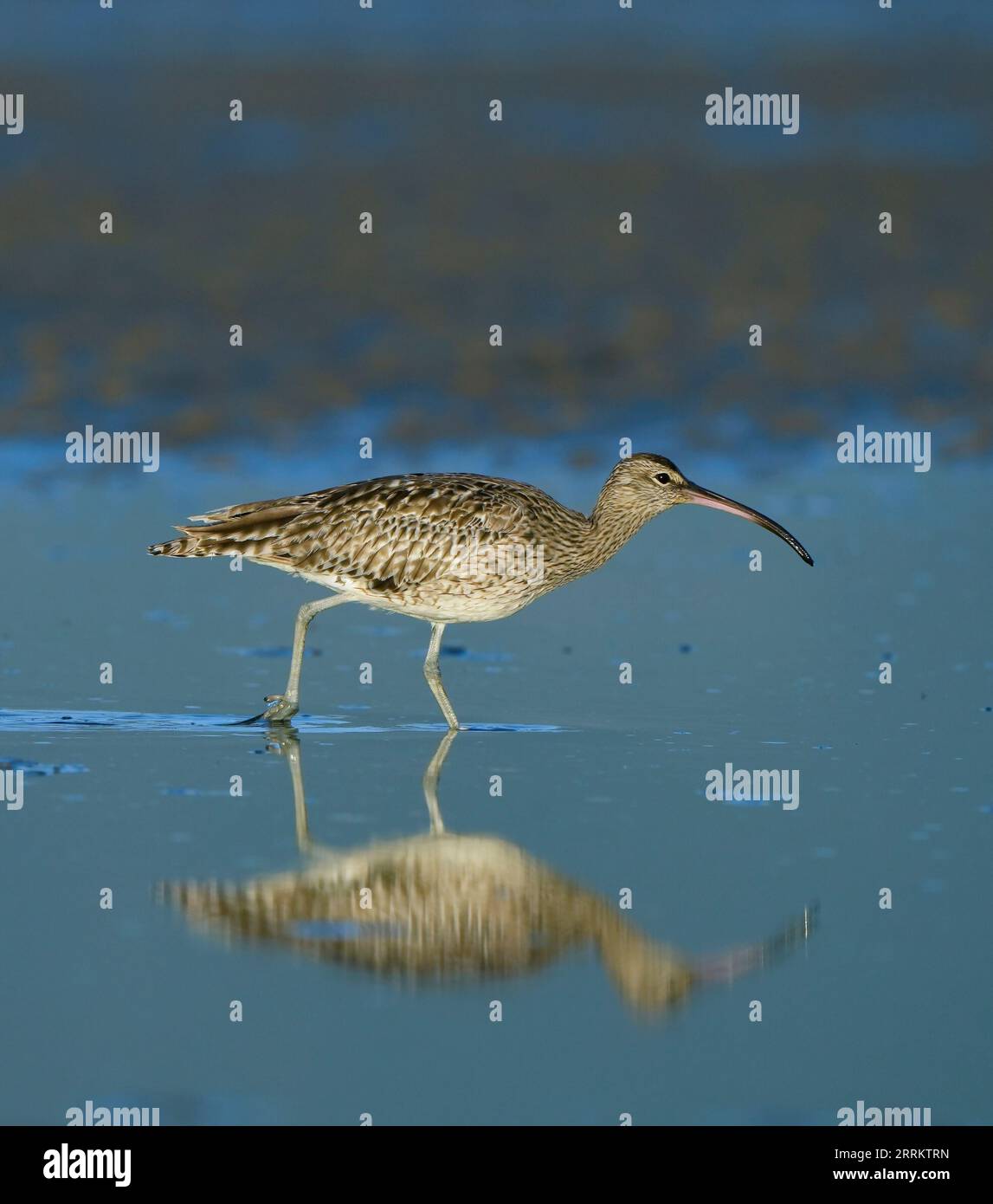 Whimbrel comune (Numenius phaeopus), zone umide del fiume Bot, Overberg, Sudafrica, Africa Foto Stock