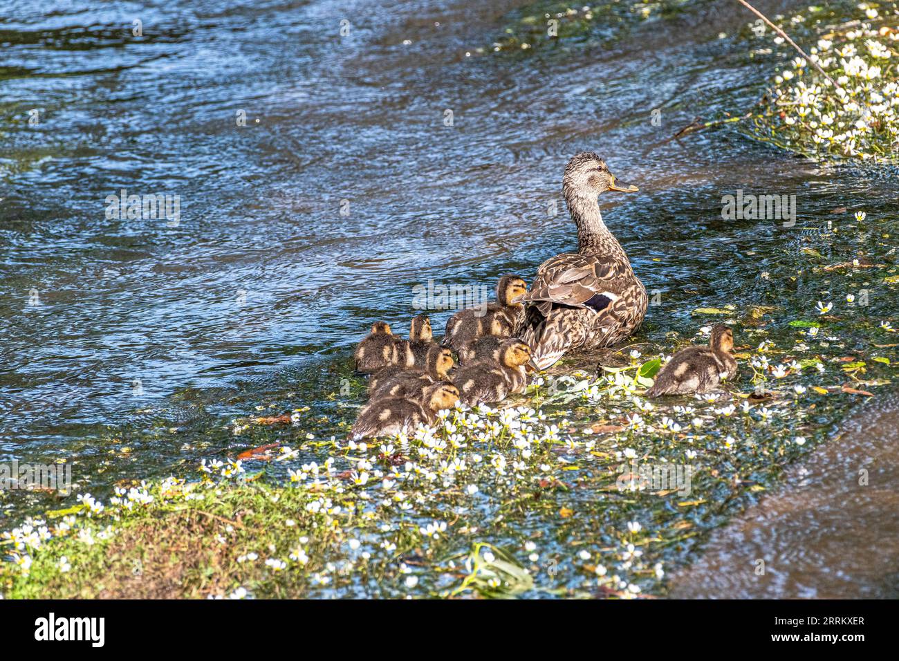 Anatra madre con le pulcini sul fiume Roda in Turingia. Foto Stock