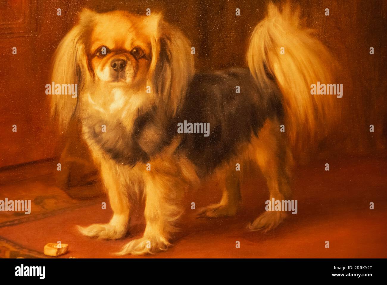 Ritratto di un cane pekinese aka pekinnese di Arthur John Elsley datato 1917 Foto Stock