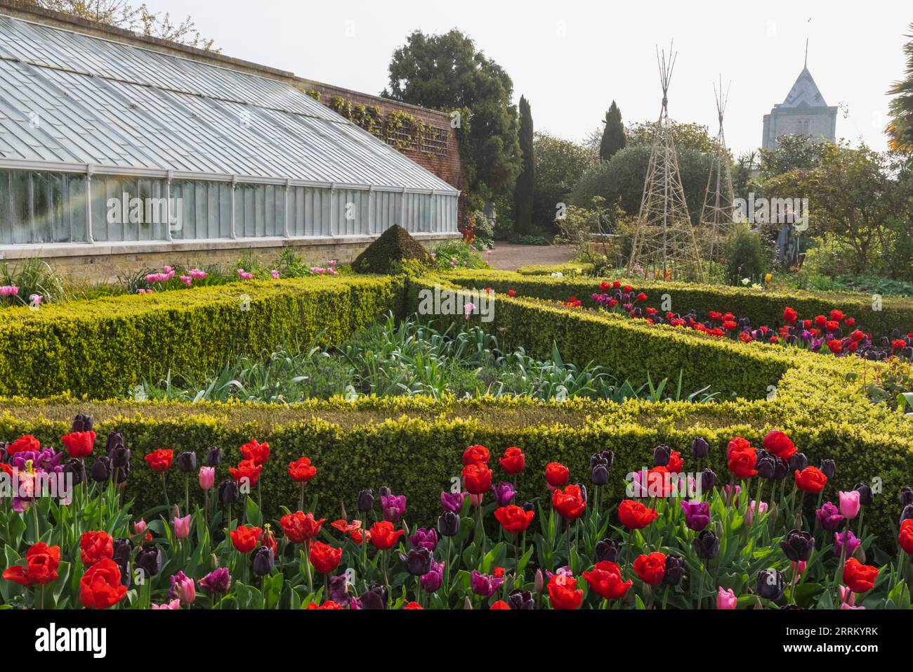 Inghilterra, Sussex, West Sussex, Arundel, Arundel Castle, I giardini, i tulipani in fiore Foto Stock