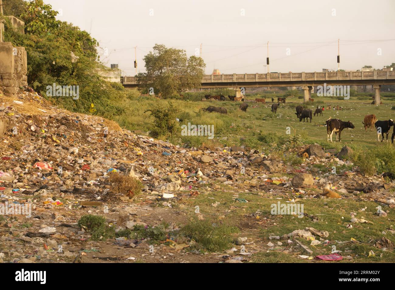 Rajkot, India. 8 settembre 2023. Un'enorme quantità di spazzatura e mucche, bufali e molti animali vagano nel fiume Aji vicino al tempio Ramnath a Rajkot. Crediti: Nasirkhan Davi/Alamy Live News Foto Stock