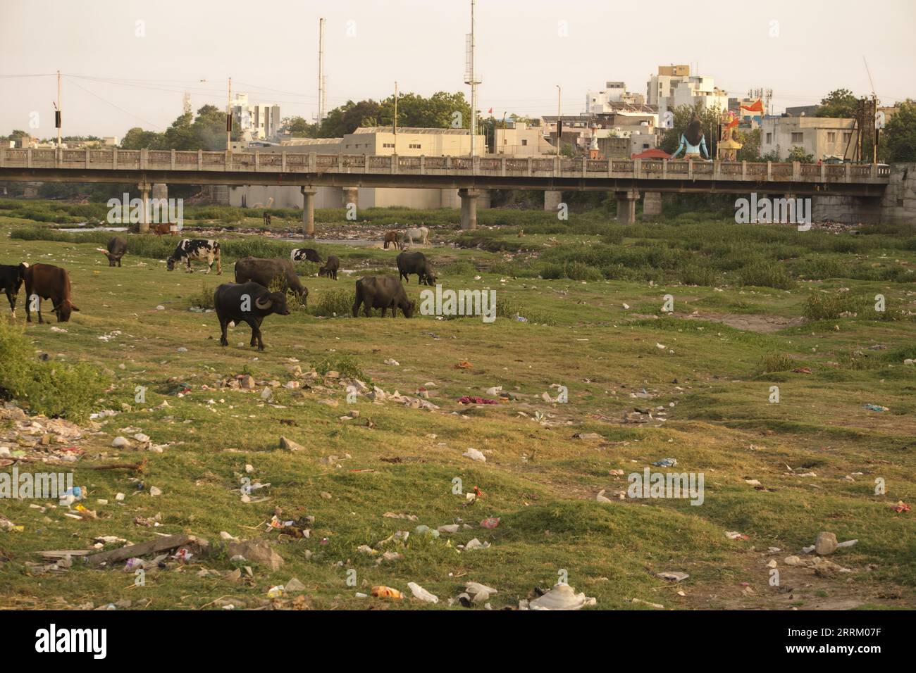 Rajkot, India. 8 settembre 2023. Mucche, bufali e molti altri animali vagano nel fiume Aji vicino al tempio Ramnath a Rajkot e c'è molta spazzatura intorno. Crediti: Nasirkhan Davi/Alamy Live News Foto Stock
