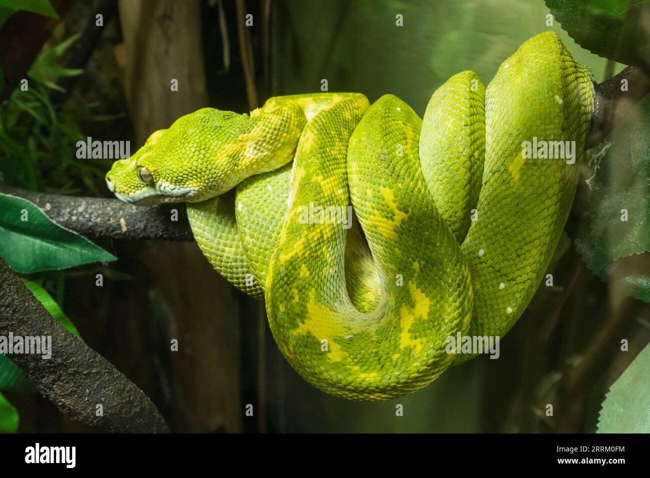 Inghilterra, Sussex, East Sussex, Hastings, Hastings Aquarium, Green Tree Python dalla Papua nuova Guinea Foto Stock