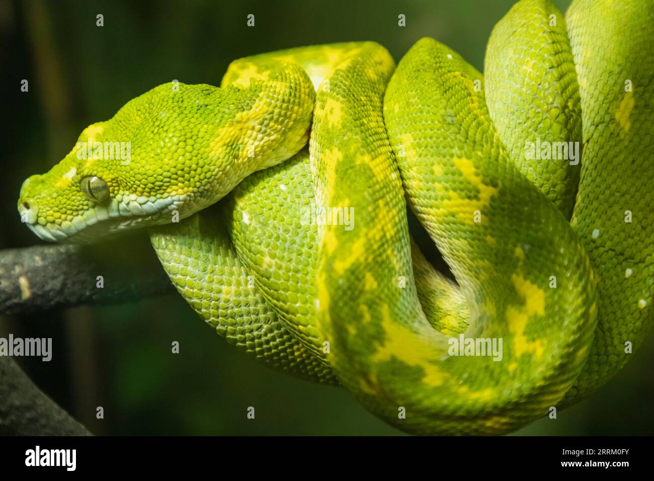 Inghilterra, Sussex, East Sussex, Hastings, Hastings Aquarium, Green Tree Python dalla Papua nuova Guinea Foto Stock