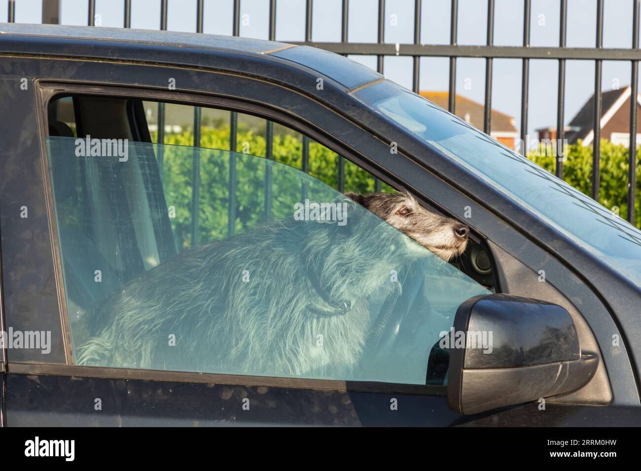 Inghilterra, Sussex, West Sussex, Selsey, Dog in Car in attesa del ritorno dei proprietari Foto Stock