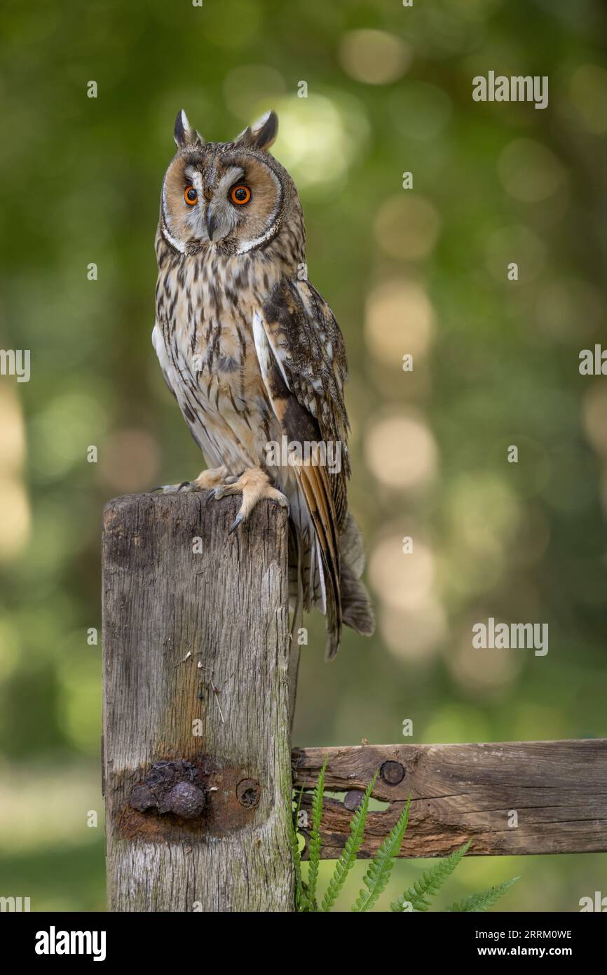 Ritratto di un gufo dal collare (Asio otus) che mostra un piumaggio criptico, una postura eretta e ciuffi di piume prominenti. Foto Stock