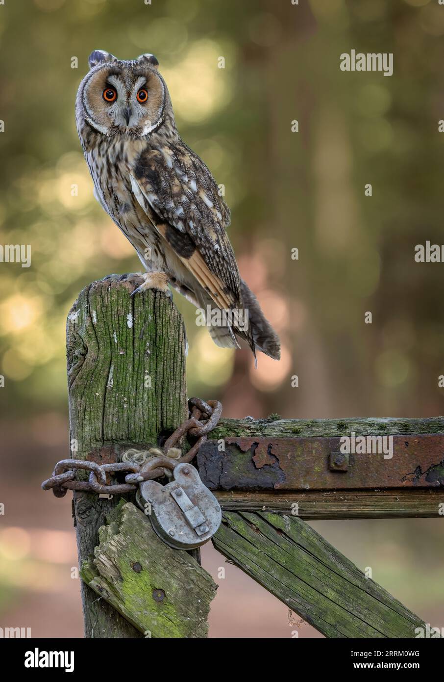 Ritratto di un gufo dal collare (Asio otus) che mostra un piumaggio criptico, una postura eretta e ciuffi di piume prominenti. Foto Stock