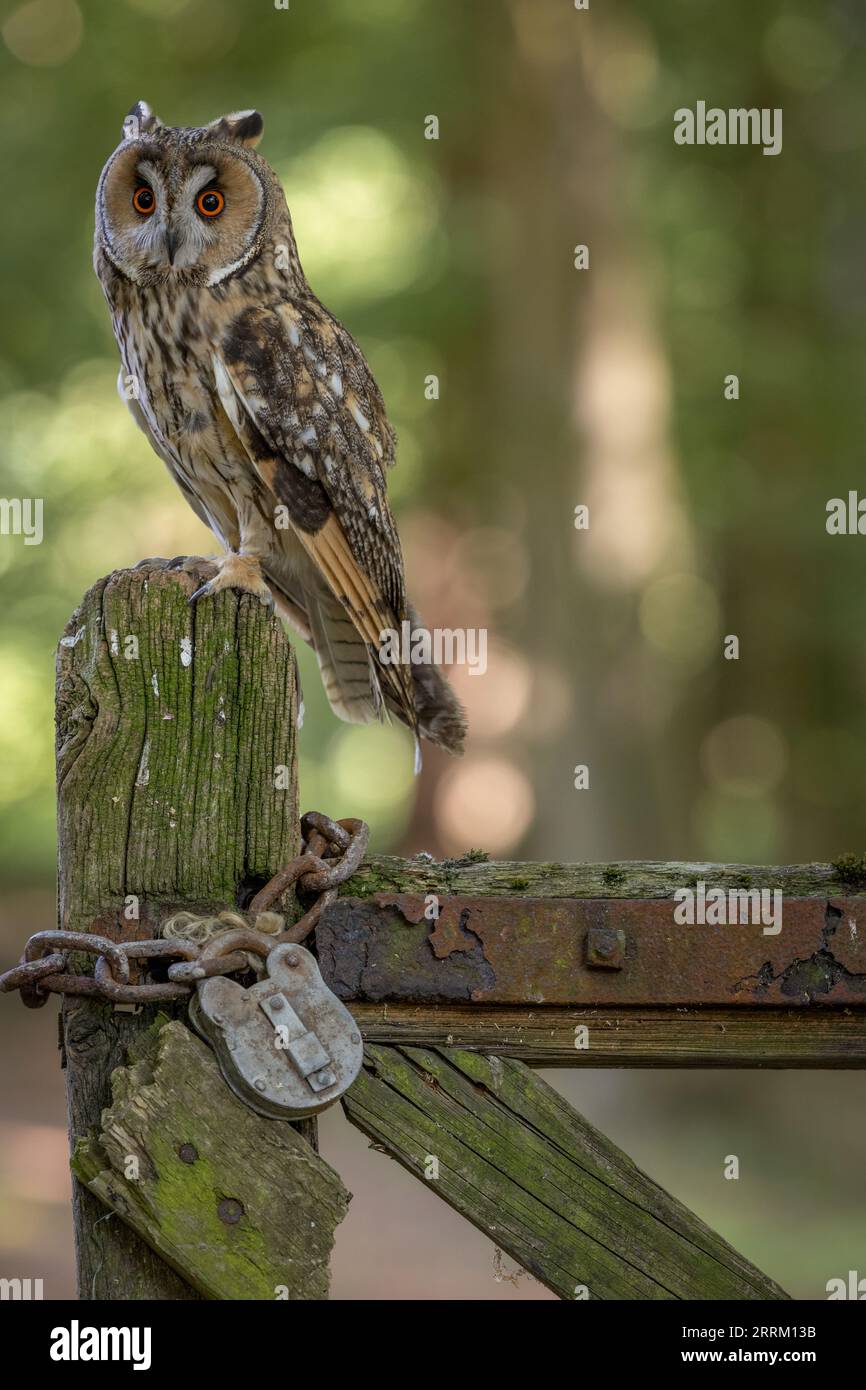 Ritratto di un gufo dal collare (Asio otus) che mostra un piumaggio criptico, una postura eretta e ciuffi di piume prominenti. Foto Stock