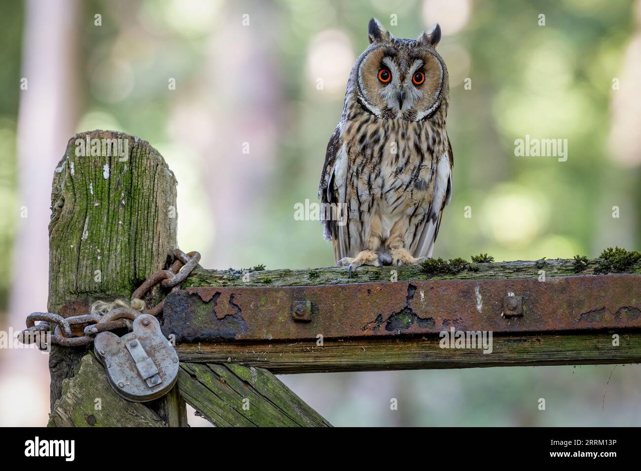 Gufo dalle orecchie lunghe (Asio otus) a riposo con un eccellente camuffamento, evidenziando la bellezza di questo rapace notturno sfuggente. Foto Stock
