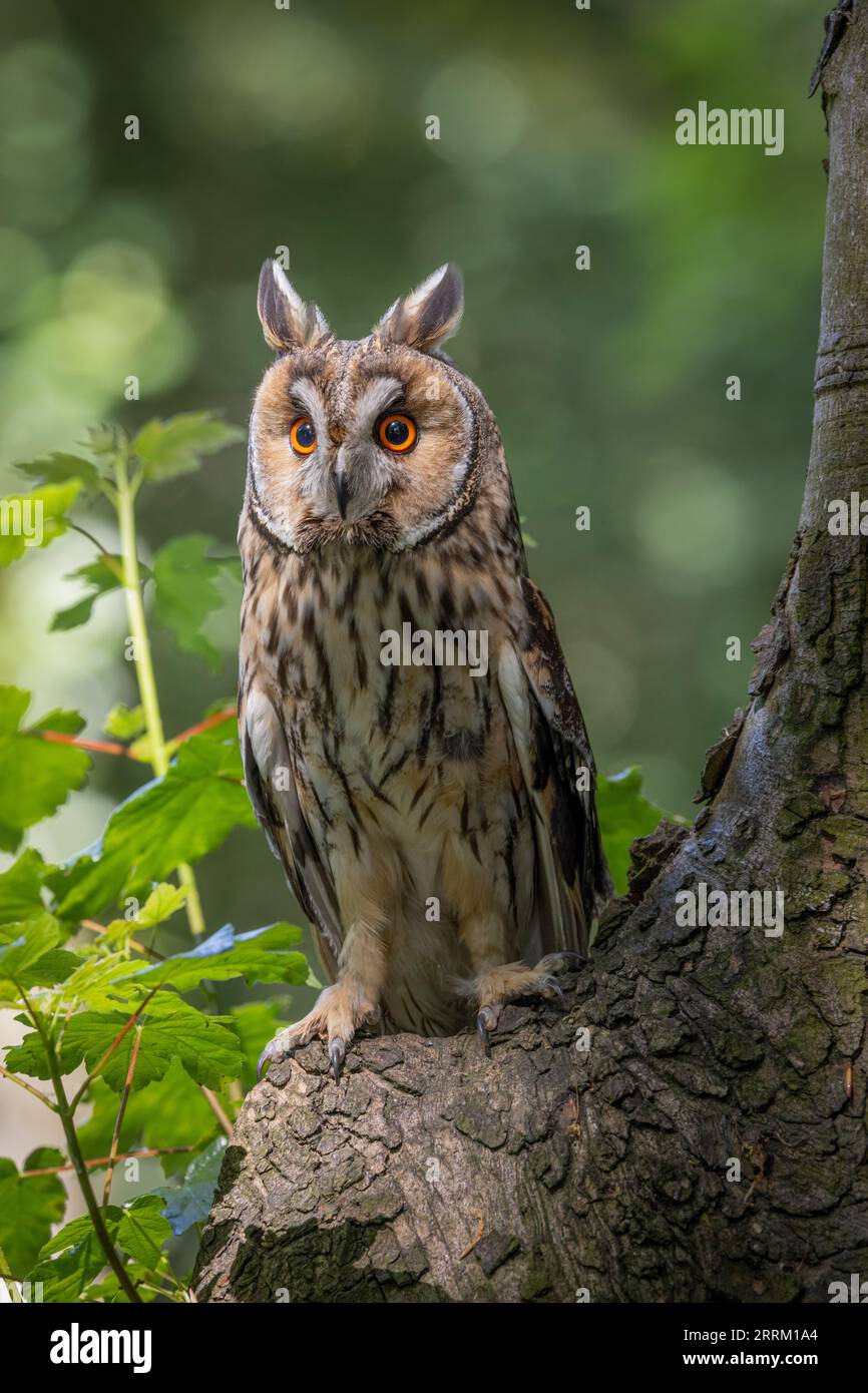 Gufo dalle orecchie lunghe (Asio otus) a riposo con un eccellente camuffamento, evidenziando la bellezza di questo rapace notturno sfuggente. Foto Stock