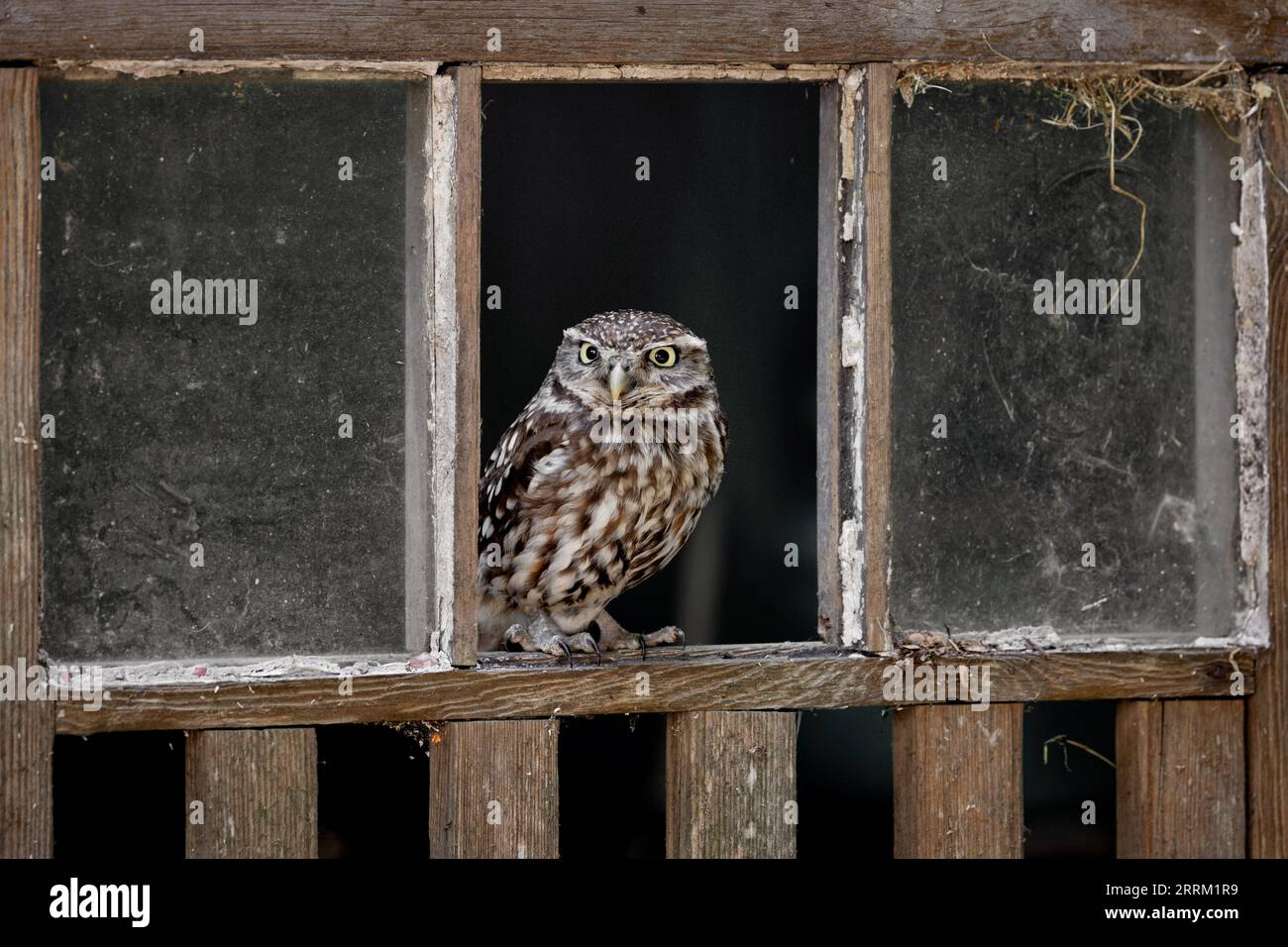 Little Owl, fauna selvatica nel Regno Unito. Un gufo che guarda la telecamera. Rapace mimetizzato Foto Stock