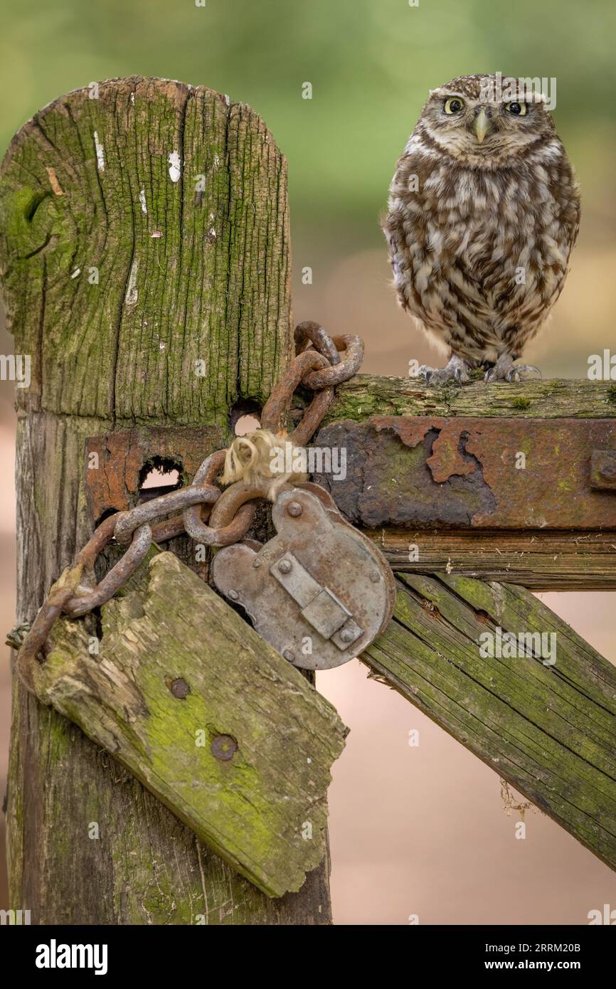 Little Owl, fauna selvatica nel Regno Unito. Un gufo che guarda la telecamera. Rapace mimetizzato Foto Stock
