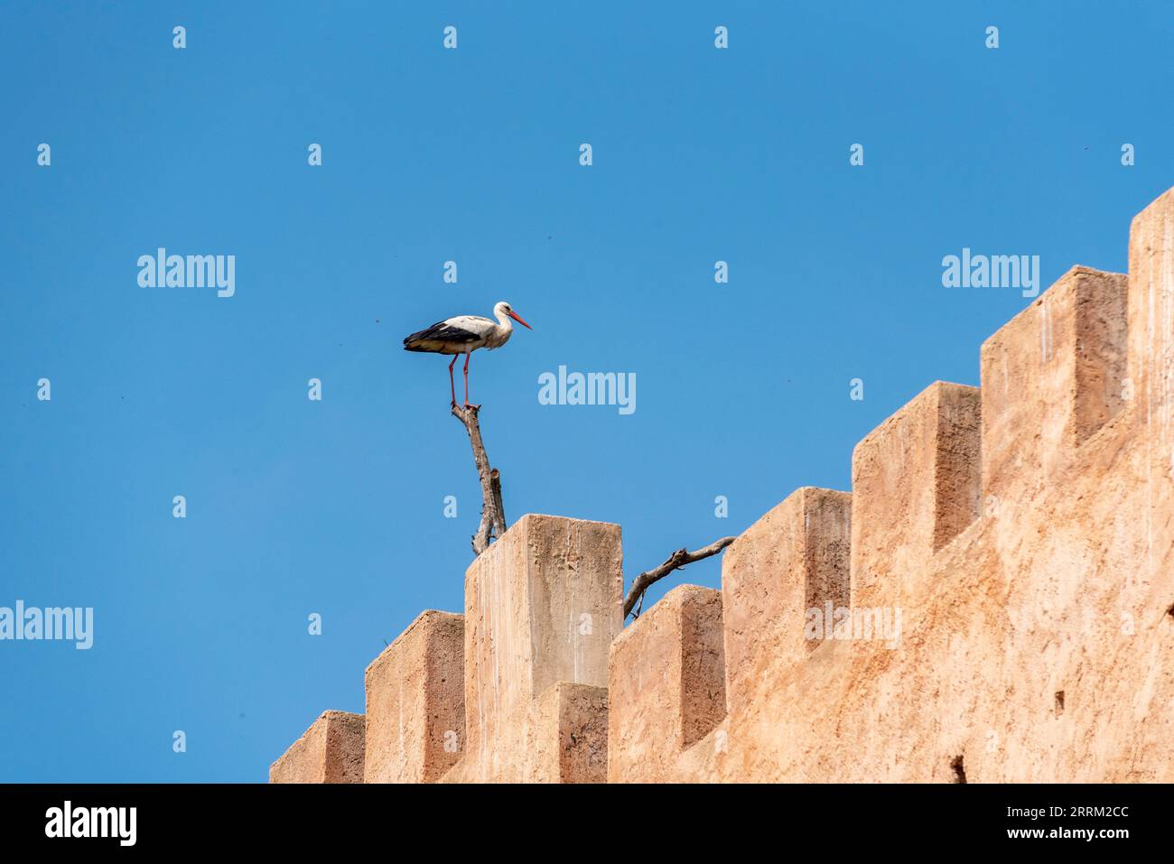 Una cicogna seduto su un albero asciutto sopra le storiche rovine di Chellah a Rabat, in Marocco Foto Stock