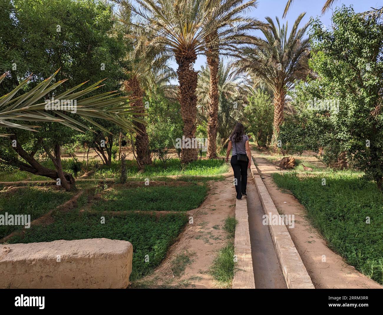 Camminando attraverso il giardino di Igrane vicino a Merzouga, una tipica oasi agricola con piccoli canali, Marocco Foto Stock