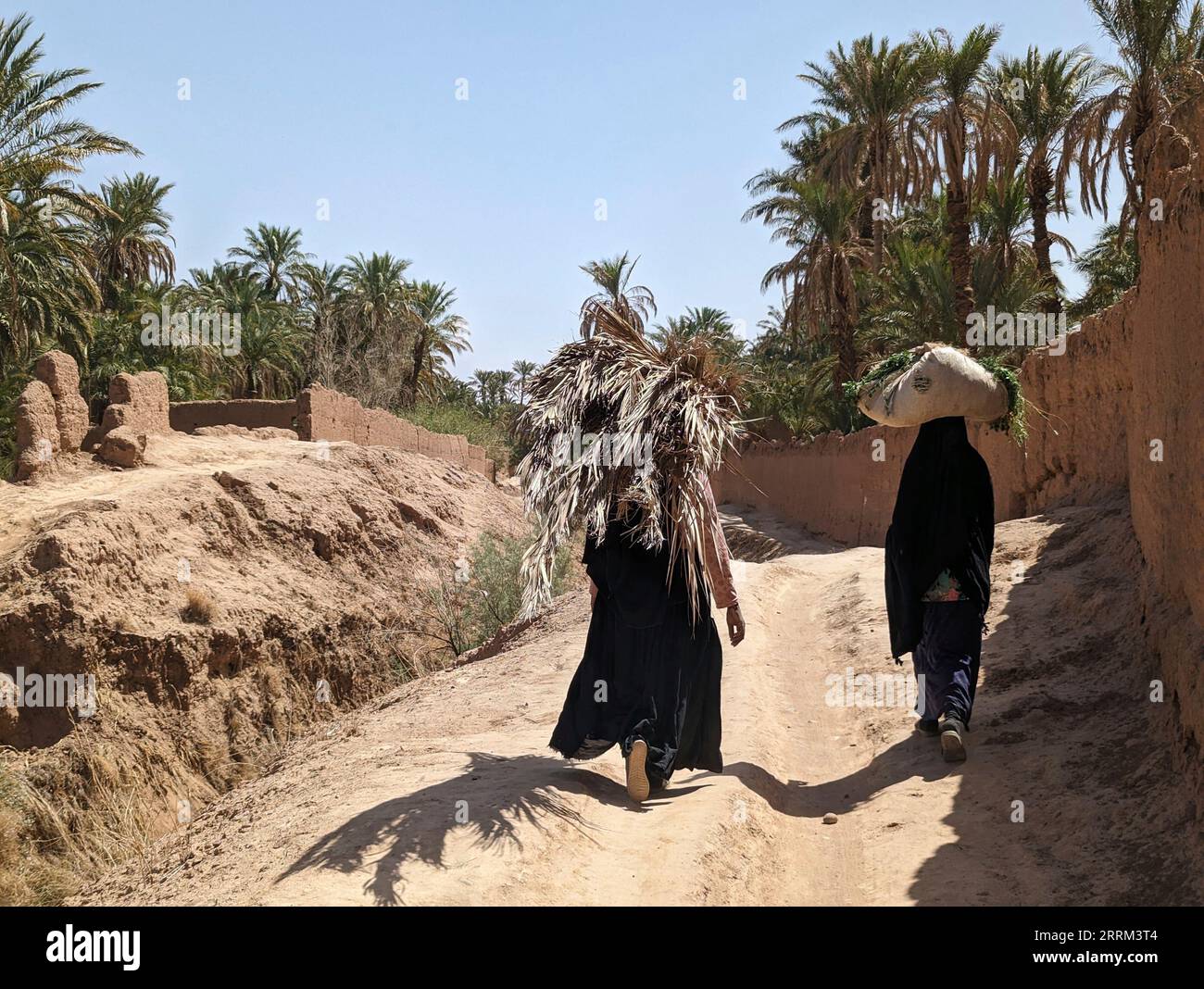 Un escursionista in un paesaggio agricolo paesaggistico nella bella valle Draa, palmeti che circondano il percorso escursionistico, Marocco Foto Stock Un escursionista in un paesaggio agricolo paesaggistico nella bella valle Draa, palmeti che circondano il percorso escursionistico, Marocco Foto Stock
