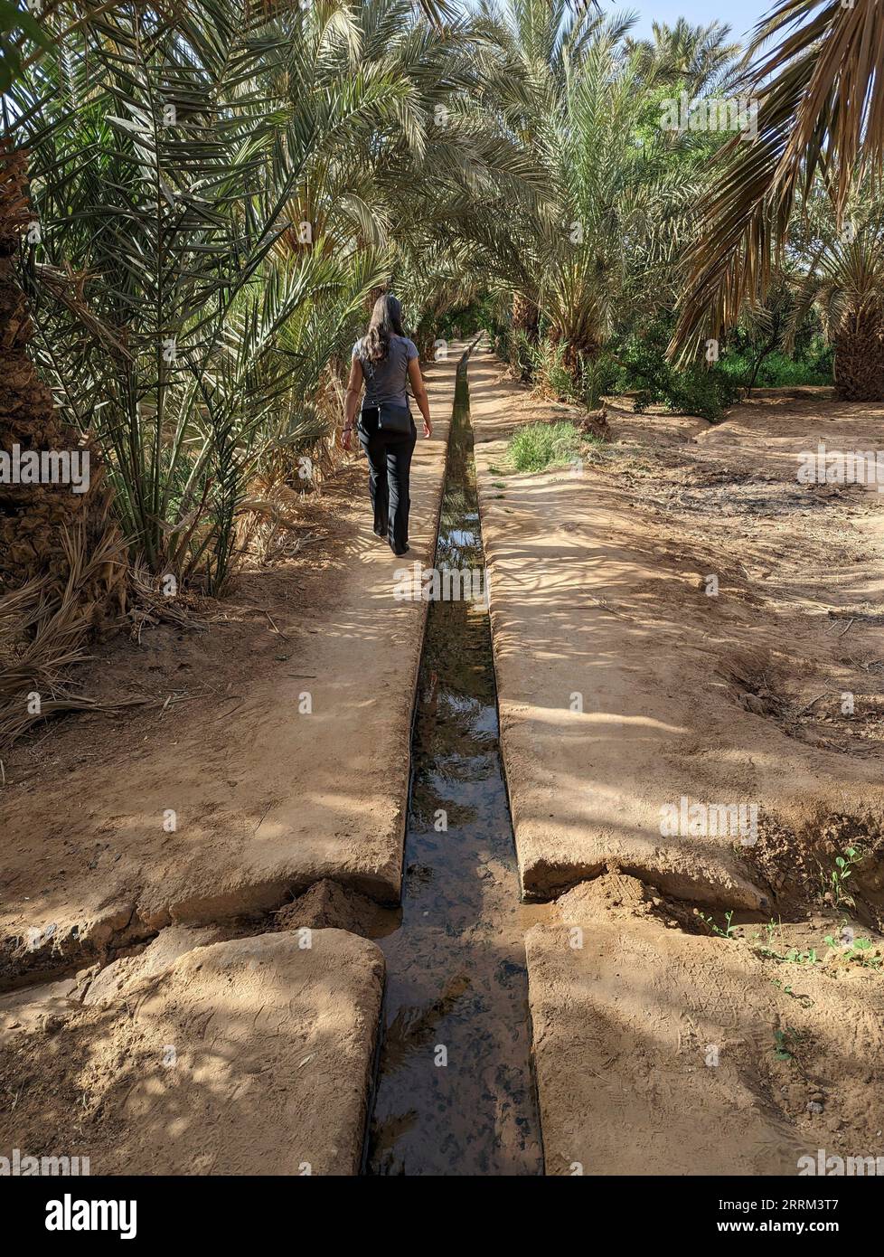 Camminando attraverso il giardino di Igrane vicino a Merzouga, una tipica oasi agricola con piccoli canali, Marocco Foto Stock