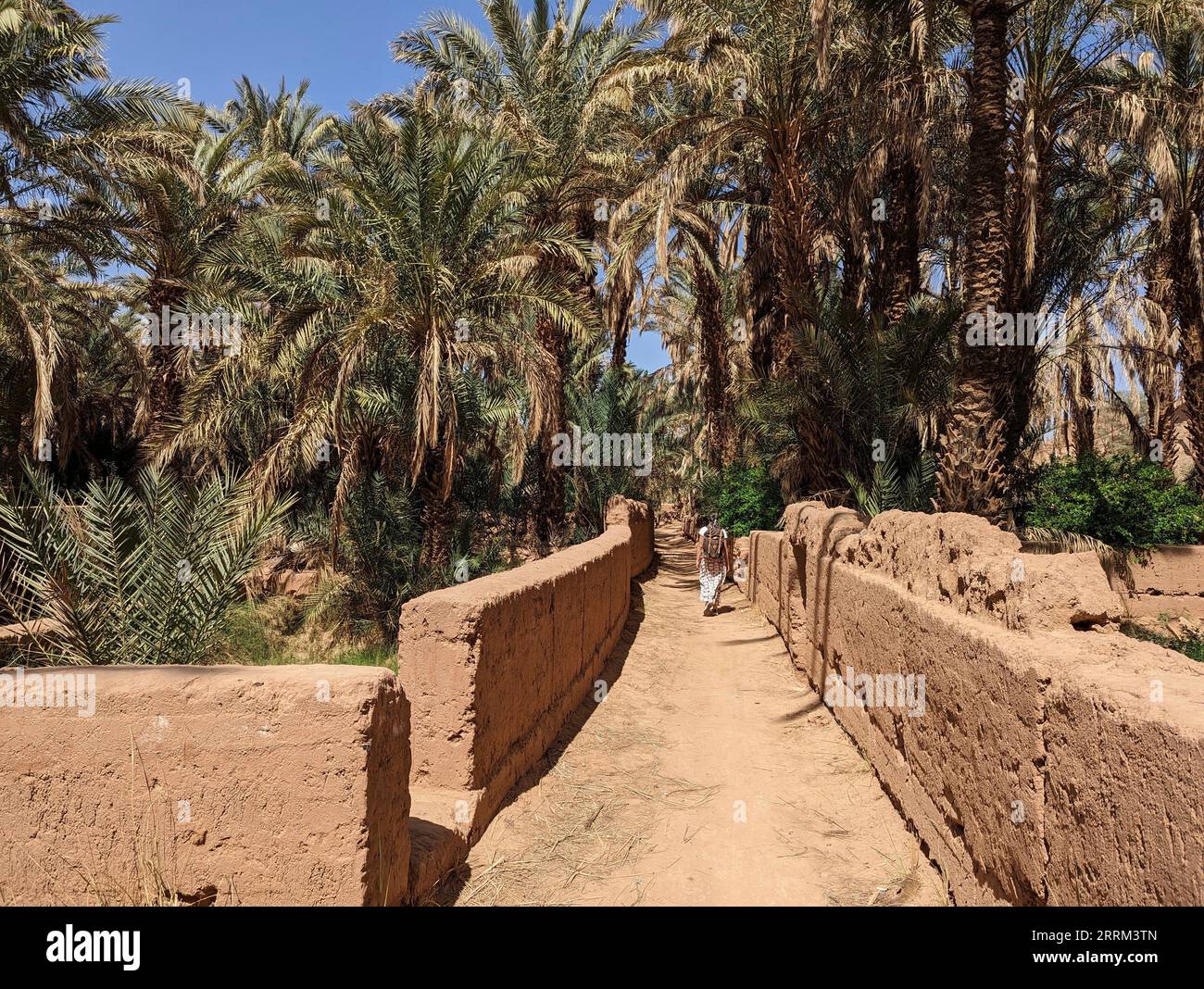 Un escursionista in un paesaggio agricolo paesaggistico nella bella valle Draa, palmeti che circondano il percorso escursionistico, Marocco Foto Stock Un escursionista in un paesaggio agricolo paesaggistico nella bella valle Draa, palmeti che circondano il percorso escursionistico, Marocco Foto Stock