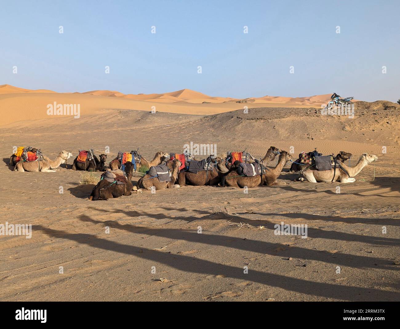 Una carovana di dromedari che passa il deserto del Sahara in serata, Erg Chebbi in Marocco Foto Stock