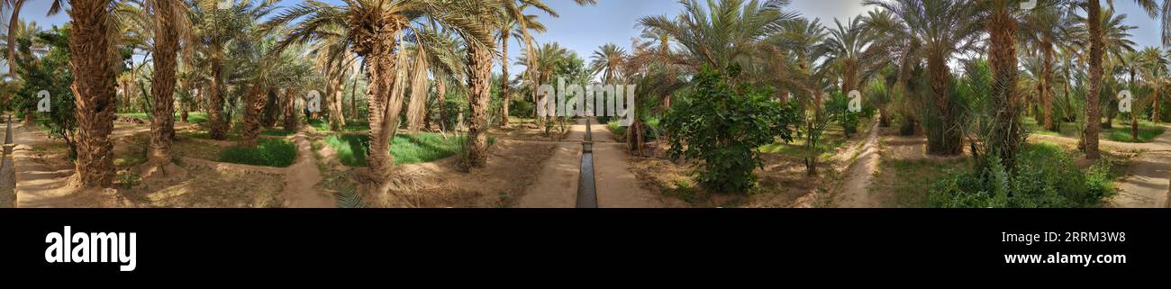 Camminando attraverso il giardino di Igrane vicino a Merzouga, una tipica oasi agricola con piccoli canali, Marocco Foto Stock