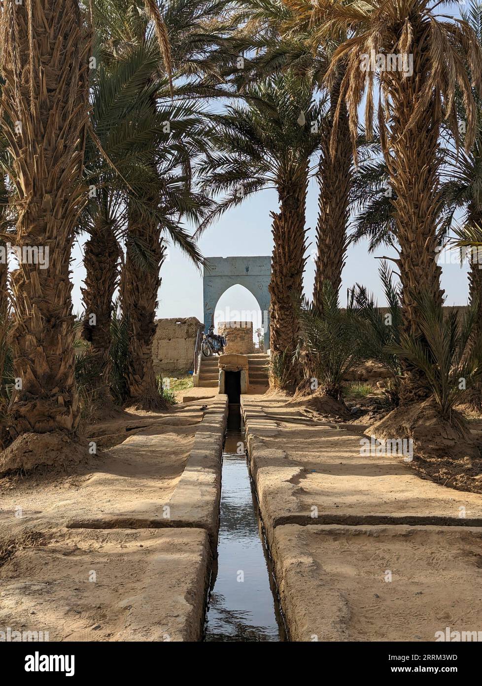 Camminando attraverso il giardino di Igrane vicino a Merzouga, una tipica oasi agricola con piccoli canali, Marocco Foto Stock