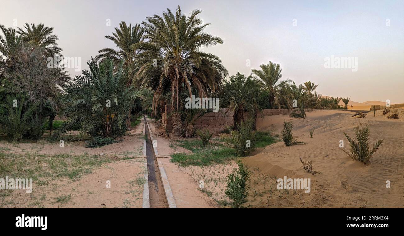 Camminando attraverso il giardino di Igrane vicino a Merzouga, una tipica oasi agricola con piccoli canali, Marocco Foto Stock