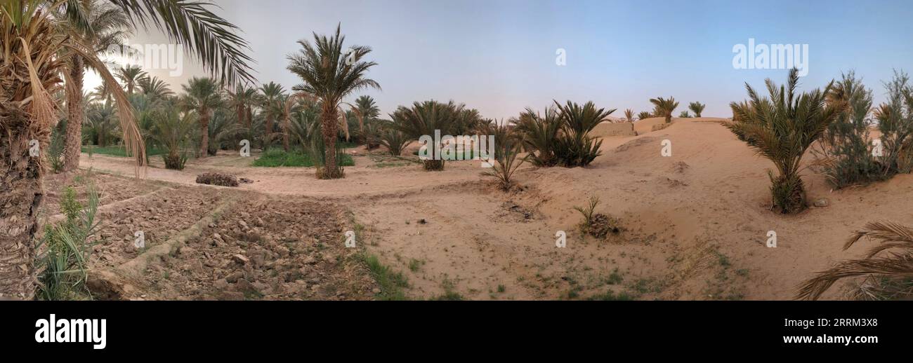 Camminando attraverso il giardino di Igrane vicino a Merzouga, una tipica oasi agricola con piccoli canali, Marocco Foto Stock