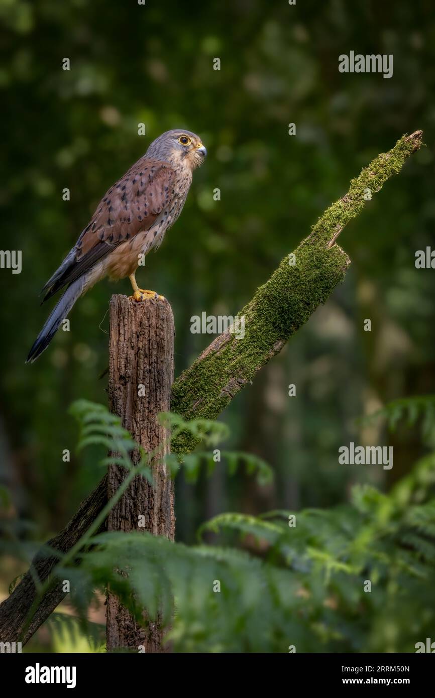 Gheppio comune (Falco tinnunculus) appollaiato vigile, mostrando un piumaggio ricco e una vista acuta alla luce naturale del giorno. Foto Stock
