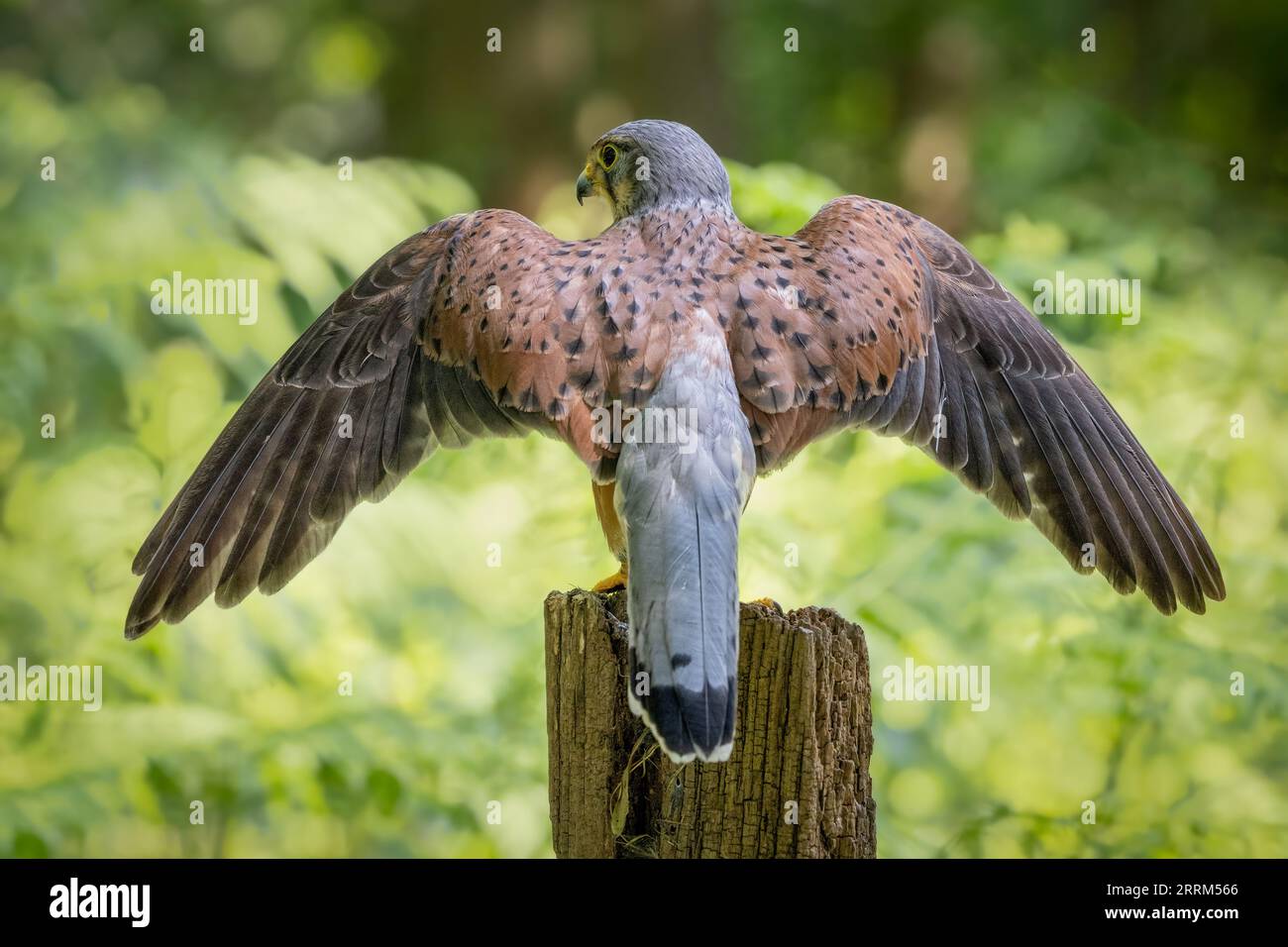 Gheppio comune (Falco tinnunculus) appollaiato vigile, mostrando un piumaggio ricco e una vista acuta alla luce naturale del giorno. Foto Stock