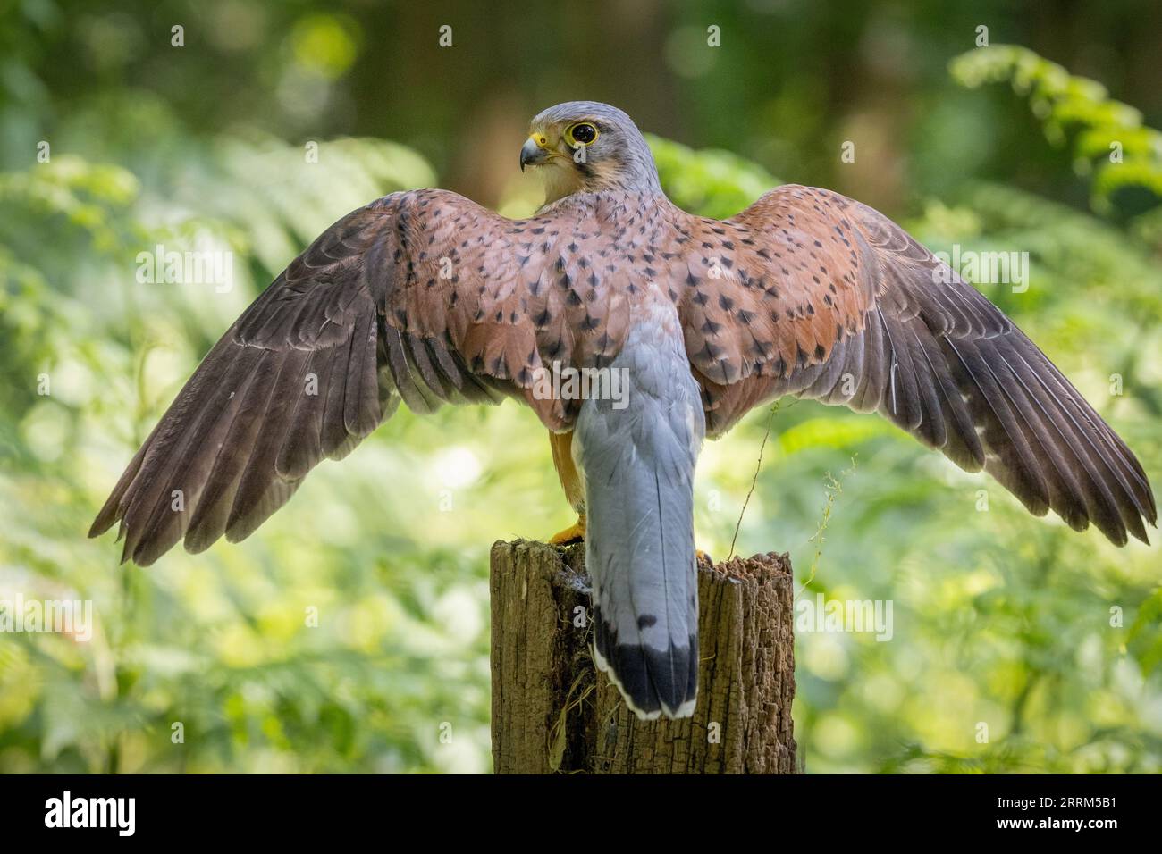 Gheppio comune (Falco tinnunculus) appollaiato vigile, mostrando un piumaggio ricco e una vista acuta alla luce naturale del giorno. Foto Stock