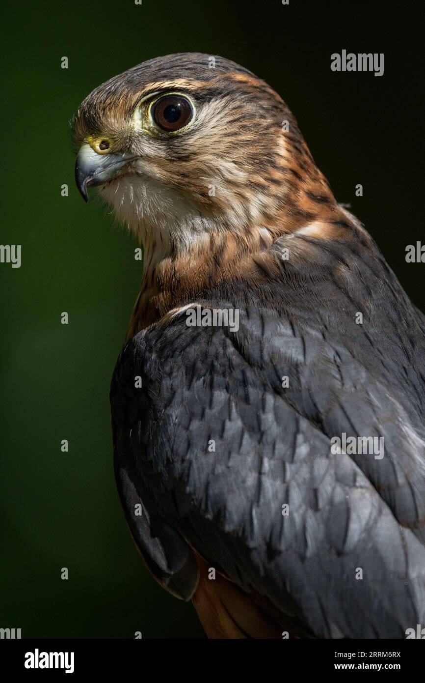 Falco dalle zampe rosse (Falco vespertinus) appollaiato vigile, mostrando un piumaggio elegante e zampe rosse distintive alla luce naturale del giorno. Foto Stock
