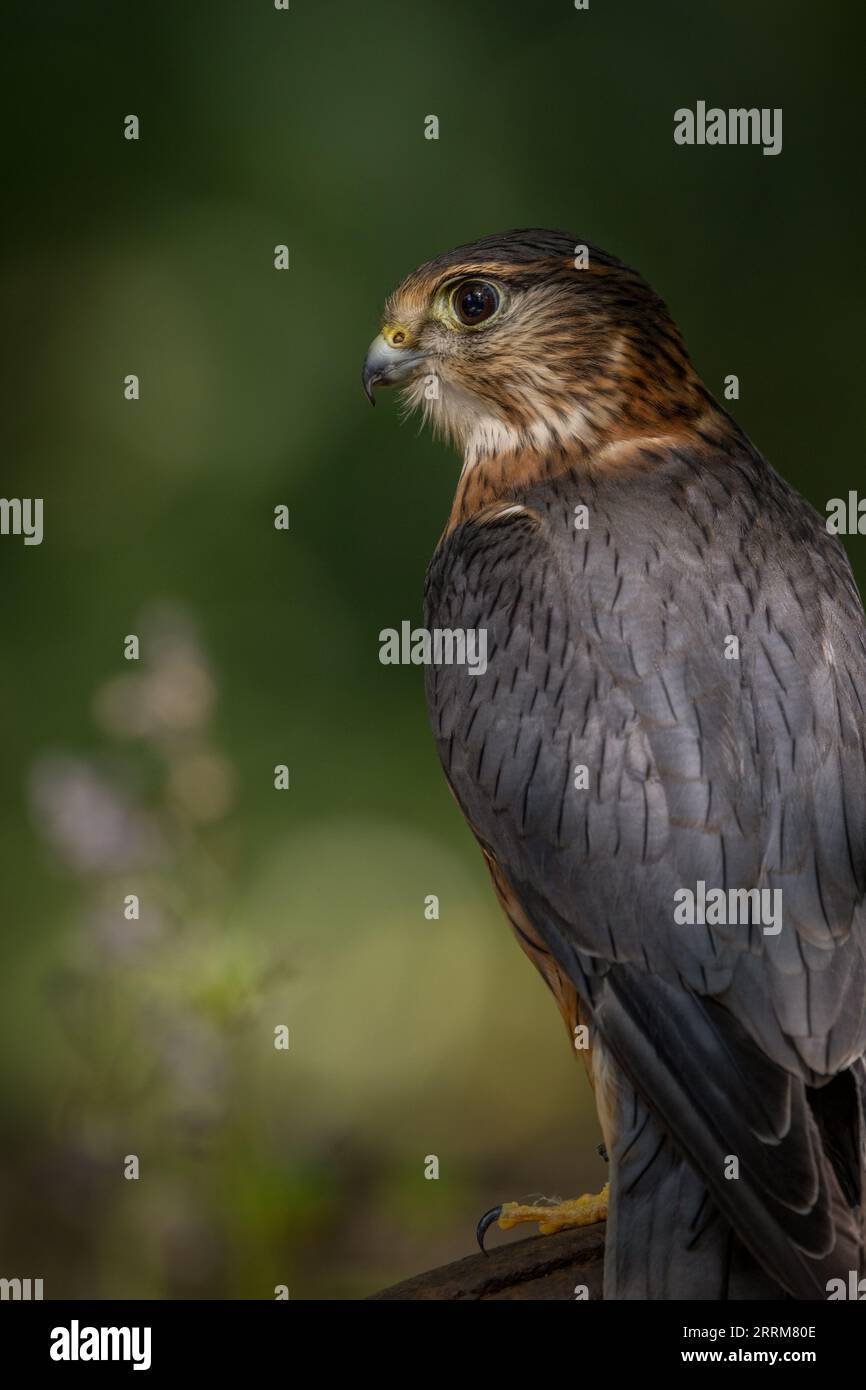 Falco dalle zampe rosse (Falco vespertinus) in riposo su un trespolo, che mette in mostra questo grazioso uccello rapace migratore. Foto Stock