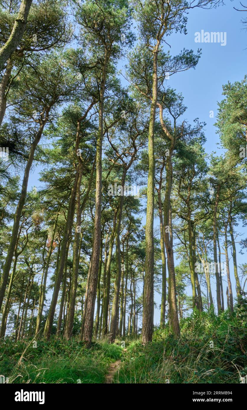 Alberi a Bromlow Callow, vicino Shelve, Shropshire Foto Stock