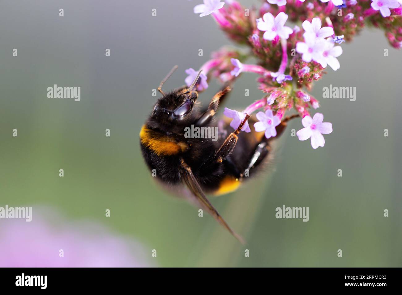 Primo piano di un bumblebee sulla verbena bonariensis con spazio per la copia Foto Stock