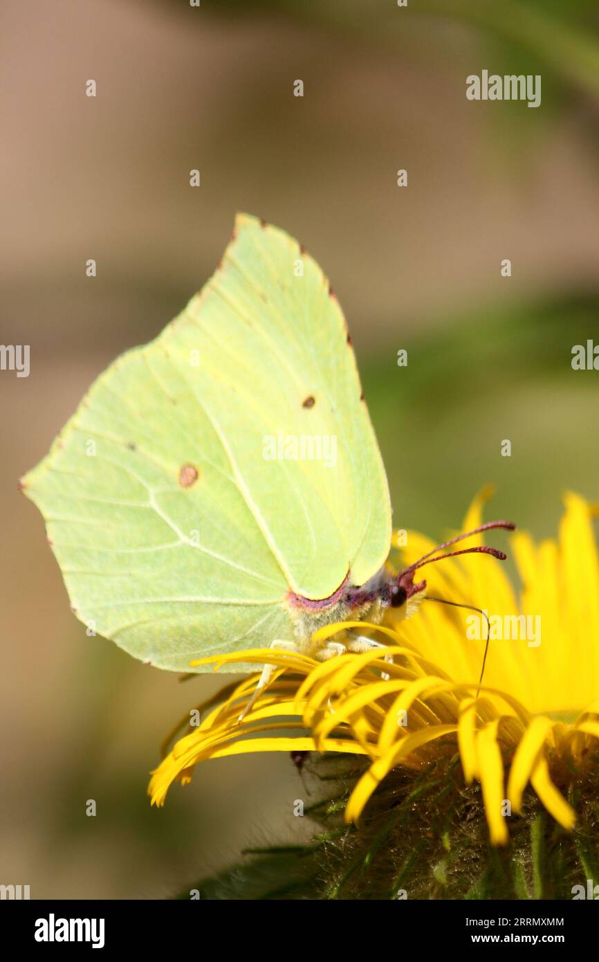 Brimstone Butterfly (Gonpteryx rhamni) Foto Stock