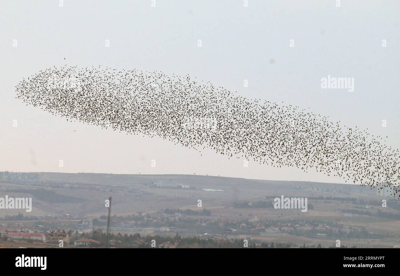 221122 -- ANKARA, 22 novembre 2022 -- Un gregge di starlings migratori sono raffigurati ad Ankara, Trkiye, il 21 novembre 2022. Foto di /Xinhua TRKIYE-ANKARA-STARLINGS MustafaxKaya PUBLICATIONxNOTxINxCHN Foto Stock