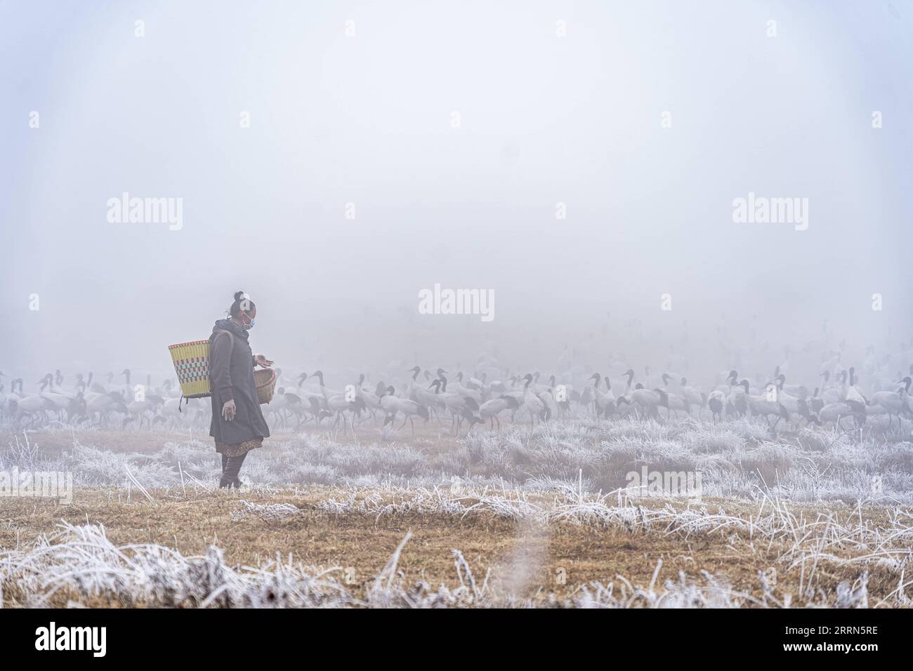 221213 -- ZHAOTONG, 13 dicembre 2022 -- Chen Guanghui alimenta gru dal collo nero nella riserva naturale nazionale dello Yunnan Dashanbao per gru dal collo nero a Zhaotong, provincia dello Yunnan, nel sud-ovest della Cina, 10 dicembre 2022. La riserva naturale nazionale di Yunnan Dashanbao per le gru dal collo nero, situata nel distretto di Zhaoyang della città di Zhaotong, è l'habitat invernale più significativo e la stazione di trasferimento per le gru migratorie dal collo nero sull'altopiano dello Yunnan-Guizhou. Chen Guanghui, 38 anni, è stato dedicato al lavoro di protezione delle gru a collo nero nella riserva dal 2003. Ha fatto un fischio speciale per comunicare Foto Stock