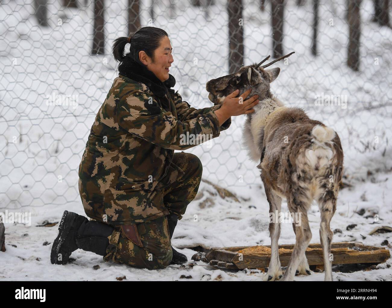 230113 -- GENHE, 13 gennaio 2023 -- Dalinma, cugino di Juele, si prende cura di una renna malata nella catena forestale di Jinhe vicino a Genhe City, regione autonoma della Mongolia interna della Cina settentrionale, 12 gennaio 2023. Ogni due o tre giorni, Juele Bulituotian si dirigerà verso la catena forestale di Jinhe a circa 80 chilometri da Genhe City. E' qui che il 39enne allevatore Aoluguya Ewenki, che indossa un tradizionale cappotto di pelliccia, troverà le sue renne da foraggiatore. Invece di tenere le renne in un fienile, i pastori Ewenki lasciano che gli animali vivano nella foresta e li controllano ogni due giorni. Juele possiede oltre 60 renne. Chiamerà Foto Stock