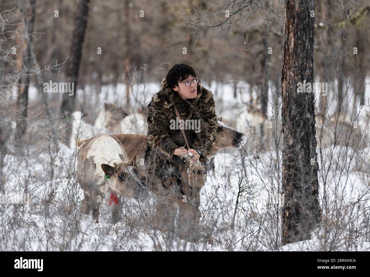 230113 -- GENHE, 13 gennaio 2023 -- Juele si lava le mani con la neve prima di nutrire le renne nella catena montuosa della foresta di Jinhe vicino a Genhe City, regione autonoma della Mongolia interna della Cina settentrionale, 12 gennaio 2023. Ogni due o tre giorni, Juele Bulituotian si dirigerà verso la catena forestale di Jinhe a circa 80 chilometri da Genhe City. E' qui che il 39enne allevatore Aoluguya Ewenki, che indossa un tradizionale cappotto di pelliccia, troverà le sue renne da foraggiatore. Invece di tenere le renne in un fienile, i pastori Ewenki lasciano che gli animali vivano nella foresta e li controllano ogni due giorni. Juele possiede oltre 60 renne. Lo farà Foto Stock