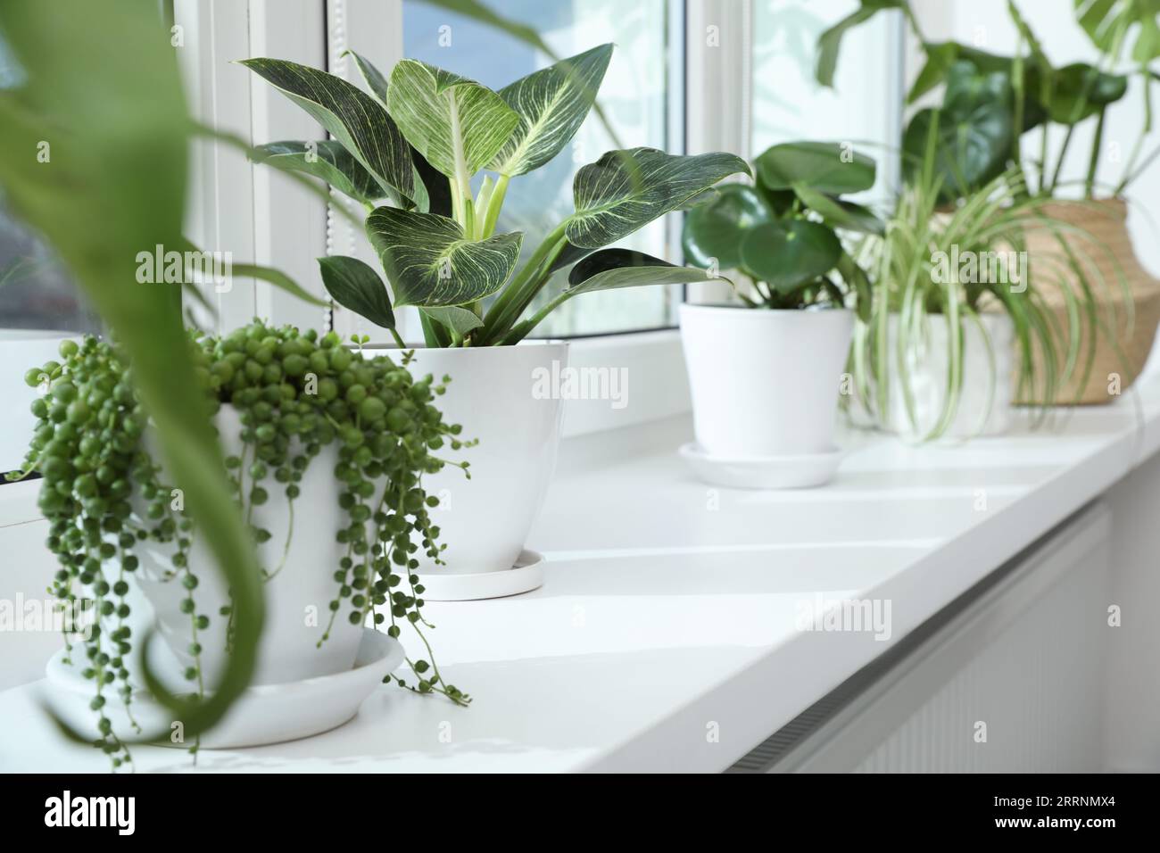 Molte bellissime piante da casa in vaso crescono su davanzale all'interno Foto Stock