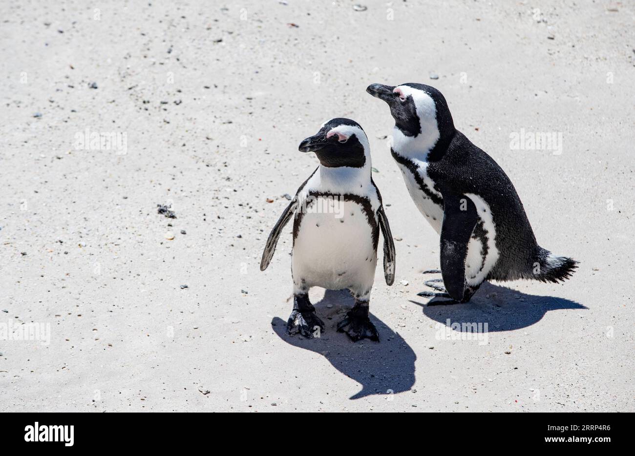 230219 -- SIMON'S TOWN, 19 febbraio 2023 -- pinguini africani riposano sulla spiaggia a Boulders Penguin Colony, Simon's Town, Sud Africa, 18 febbraio 2023. Il pinguino africano è endemico delle aree costiere dell'Africa meridionale. SUDAFRICA-SIMON'S TOWN-AFRICAN PENGUIN ZHANGXYUDONG PUBLICATIONXNOTXINXCHN Foto Stock