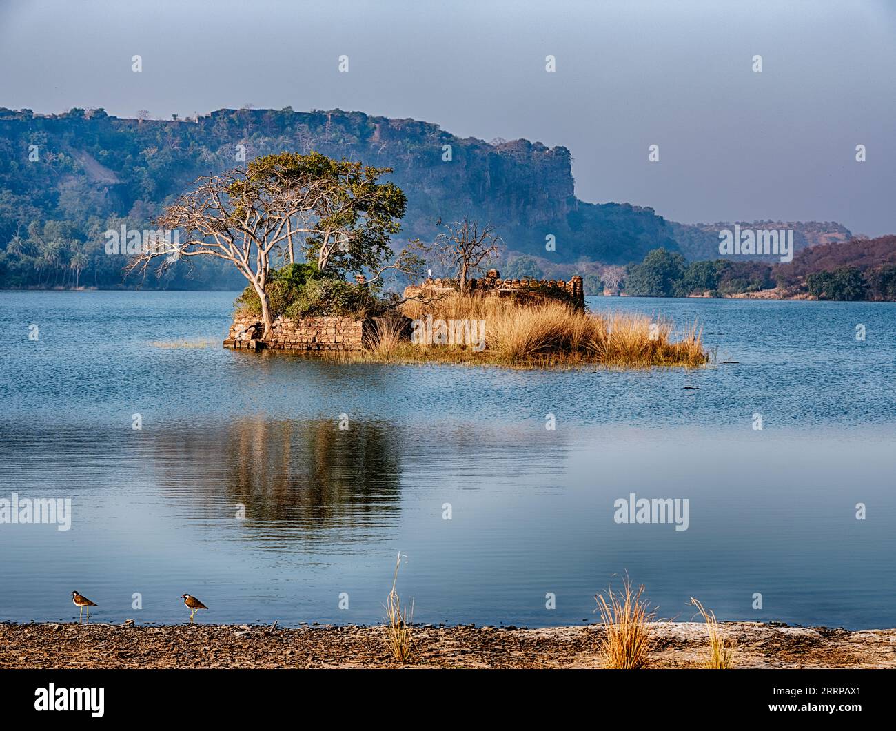 Una piccola isola con rovine di pietra e un albero si trova nel mezzo di uno dei laghi più grandi della riserva delle tigri di Ranthambore e del Parco Nazionale dell'India. Foto Stock