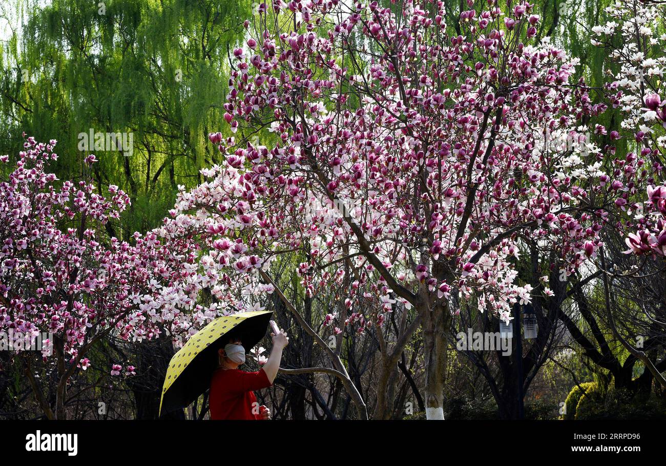 230314 -- XI AN, 14 marzo 2023 -- Una donna scatta foto di fiori primaverili al Daming Palace National Heritage Park a Xi An, nella provincia dello Shaanxi della Cina nord-occidentale, 14 marzo 2023. CHINA-SHAANXI-XI AN-SPRING CN LIUXXIAO PUBLICATIONXNOTXINXCHN Foto Stock