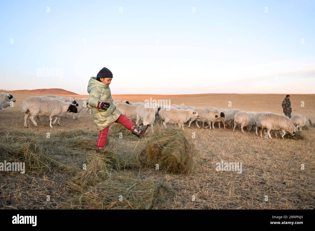 230403 -- XILINGOL LEAGUE, 3 aprile 2023 -- la figlia di Herdsman Tsogdelger calza il fieno per rendere più facile per le pecore nutrirsi nel pascolo di West Ujimqin Banner della Xilingol League, regione autonoma della Mongolia interna della Cina settentrionale, 29 marzo 2023. In primavera, la stagione più movimentata dell'anno, Tsogdelger, un allevatore del gruppo etnico mongolo, e la sua famiglia hanno bisogno di assistere con agnello e nutrire il bestiame ogni giorno. Più di 280 agnelli sono nati nella sua fattoria dal 18 marzo. Dall'inizio di quest'anno fino al marzo 30, nella West Ujimqin Banner sono nati in totale 581.300 figli, Foto Stock