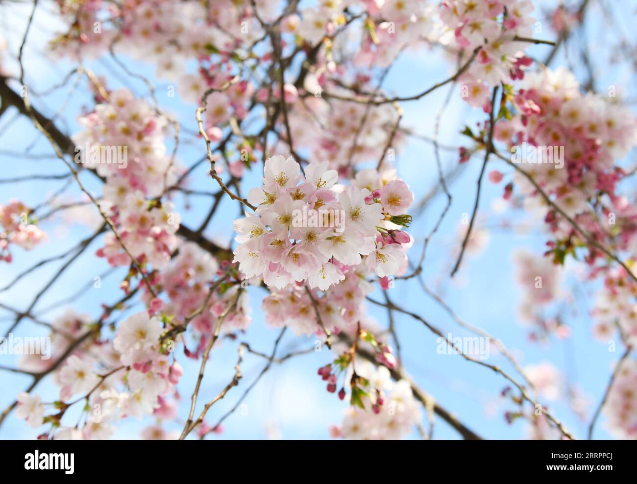 Berlino, Kirschblüte 230406 -- BERLINO, 6 aprile 2023 -- questa foto scattata il 5 aprile 2023 mostra i fiori di ciliegio a Berlino, Germania. GERMANIA-BERLIN-CHERRY BLOSSOM RenxPengfei PUBLICATIONxNOTxINxCHN Foto Stock